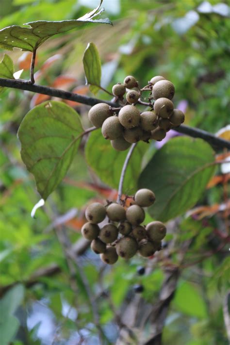 闊葉獼猴桃|福山植物園